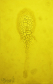 Alexei Kostroma, SOURCE, 2012, Organic yellow lemon pigment and invisible nano colour on canvas, 250 x 160 cm, Photo: Archive, 