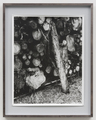 Stuart Bailes, Empiricist , 2011, Black and white fibre-based print, 110 x 87 cm, framed, Edition of 3, Photo: Marcus Schneider, 