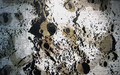 Thomas Feuerstein, Planet Paradies, 2009, Acryl on C-Print on aluminium, 110 x 180 cm, , 