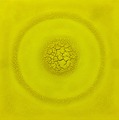 Alexei Kostroma, YELLOW EARTH 22:17 (SUN), 2016, Organic yellow lemon pigment on canvas, 100 x 100 cm, Photo: Archive, 