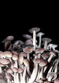 Thomas Feuerstein, PHILOSPHAERE (Detail), 2016, Fungi (Psilocyben Cubensins), glass reactor, refrigerator, 140 x 50 x 50 cm, Photo: Archive, 
